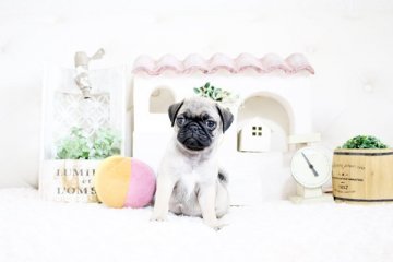 パグ【佐賀県・女の子・2021年5月9日・フォーン】の写真「まるまる元気なパグちゃん♪」