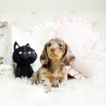 カニンヘンダックスフンド(ロング)【佐賀県・男の子・2023年12月10日・チョコダップル】の写真「PRA発症しません。関東方面でのお迎えも可能です♪」