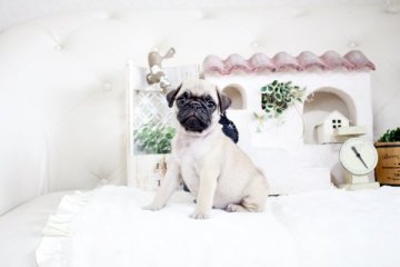 パグ【佐賀県・男の子・2021年4月17日・フォーン】の写真「まるまる元気なパグちゃん♪」