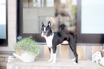 ボストンテリア【佐賀県・男の子・2020年8月28日・ボストンカラー】の写真「元気いっぱいのボストン君★」