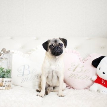 パグ【佐賀県・男の子・2022年6月21日・フォーン】の写真「DM発症しません。関東方面でのお迎えも可能です♪」