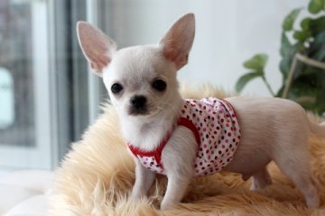 チワワ(スムース)【佐賀県・男の子・2013年12月5日・ホワイト】の写真「」