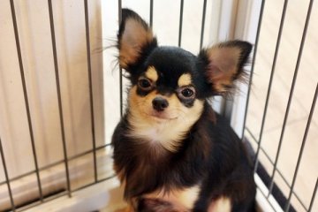 チワワ(ロング)【佐賀県・男の子・2014年9月30日・ブラッククリーム】の写真「」