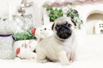 パグ【佐賀県・男の子・2019年5月30日・フォーン】の写真「可愛いお顔のパグちゃん」