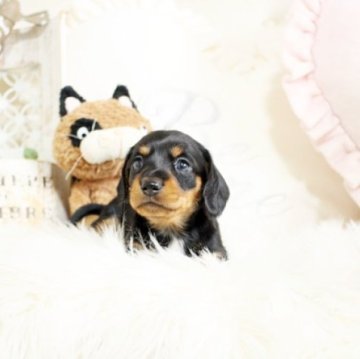 ミニチュアダックスフンド(スムース)【佐賀県・女の子・2024年2月24日・ブラックタン】の写真「PRA発症しません。関東方面でのお迎えも可能です♪」