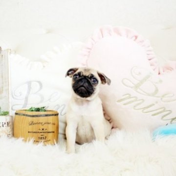 パグ【佐賀県・女の子・2024年1月11日・フォーン】の写真「ぶさかわパグちゃん♪変性性脊髄症発症しません。」