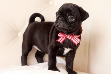 パグ【佐賀県・女の子・2014年9月10日・ブラック】の写真「」