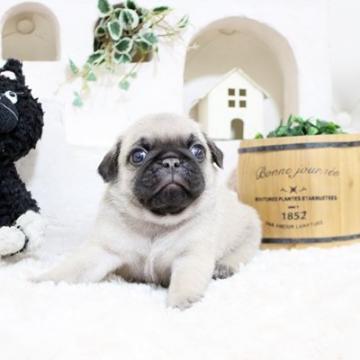 パグ【佐賀県・男の子・2022年5月23日・フォーン】の写真「ぶさかわパグちゃん★」