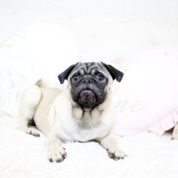 パグ【佐賀県・男の子・2022年6月8日・フォーン】の写真「DM発症しません。関東方面でのお迎えも可能です♪」