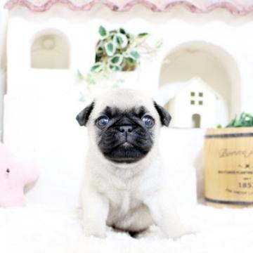 パグ【佐賀県・男の子・2022年5月23日・フォーン】の写真「ぶさかわパグちゃん★」