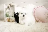 マルチーズ【佐賀県・男の子・2024年1月28日・ホワイト】の写真2