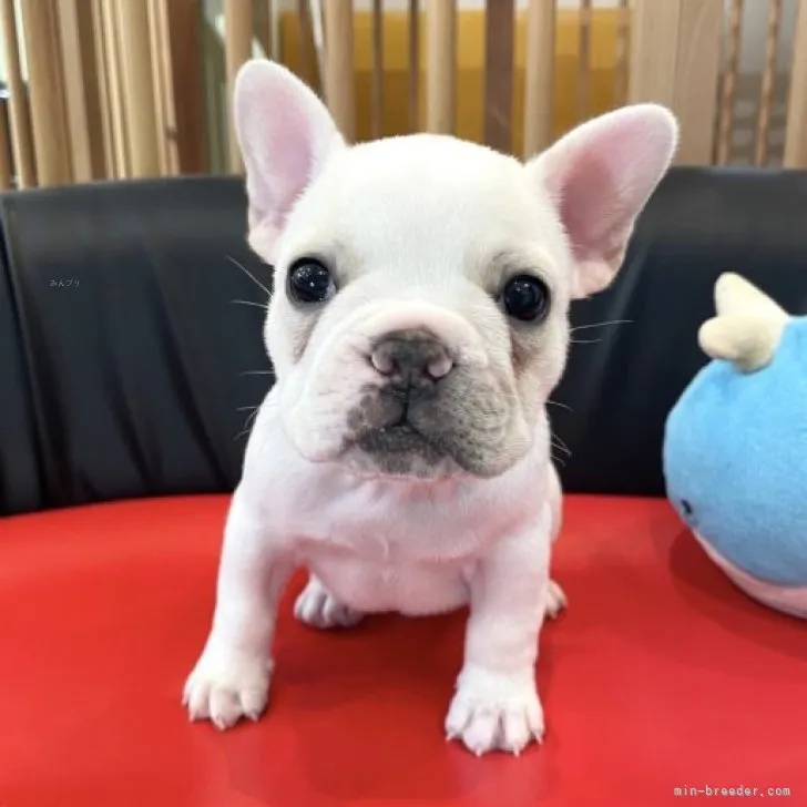 ID：2309-05450の子犬