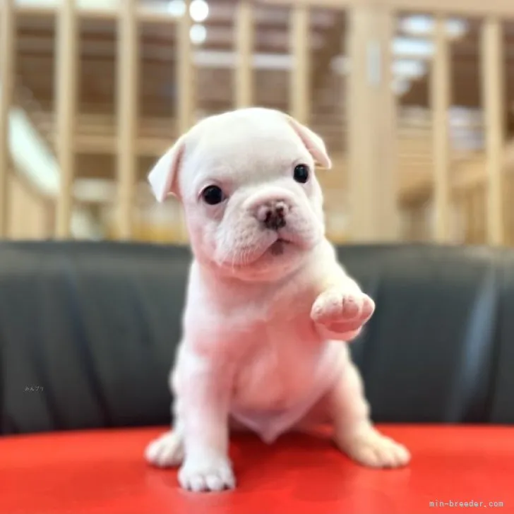 ID：2310-00568の子犬