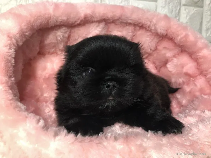 ID：1904-01283の子犬