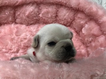 フレンチブルドッグ【岐阜県・女の子・2019年4月9日・クリーム】の写真「かわいい💕」