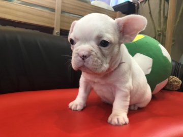 フレンチブルドッグ【岐阜県・女の子・2019年4月21日・クリーム&ホワイト♀】の写真「めちゃかわ💞」