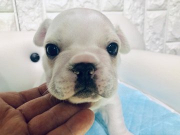 フレンチブルドッグ【岐阜県・男の子・2019年1月7日・クリーム&ホワイト】の写真「むちむちな可愛さ💕」