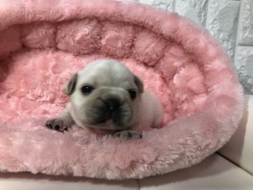 フレンチブルドッグ【岐阜県・男の子・2019年4月9日・クリーム】の写真「綺麗なお顔💓」