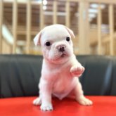 フレンチブルドッグ