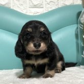 カニンヘンダックスフンド(ロング)