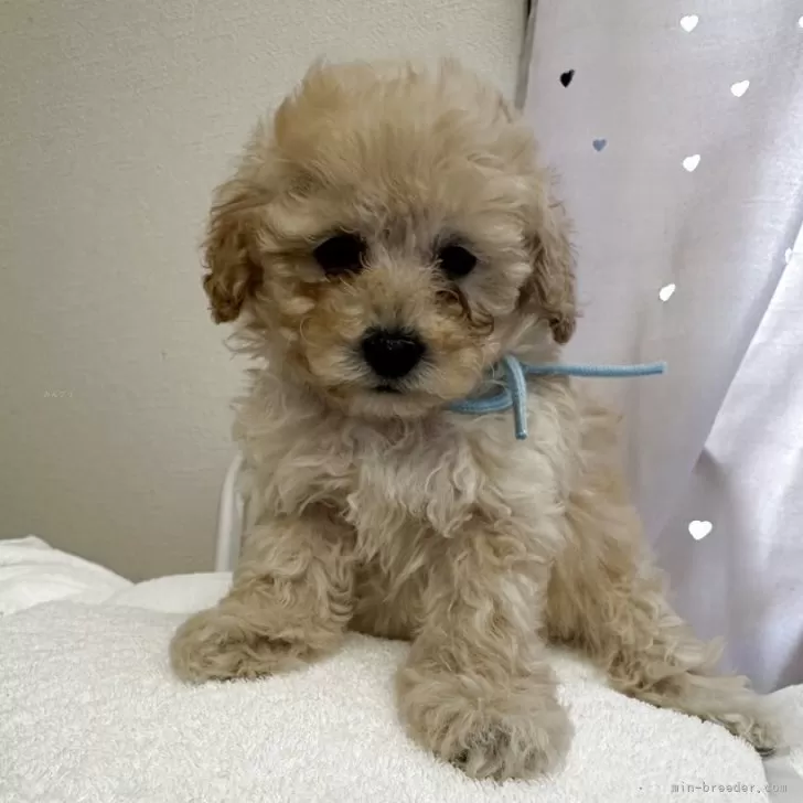 タイニープードル【愛媛県・男の子・2025年10月9日・アプリコット又はクリーム】の写真1