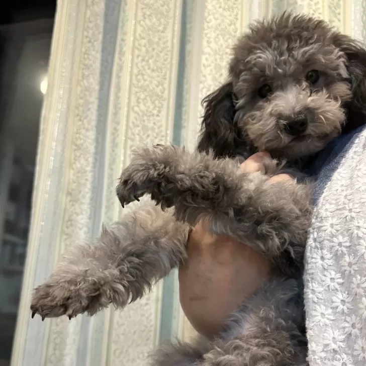 ひまわり 様のお迎えした子犬