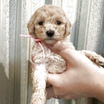 タイニープードル【愛媛県・女の子・2025年10月9日・アプリコット】の写真「優しい顔立ち」