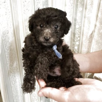 トイプードル(タイニー)【愛媛県・男の子・2025年9月3日・グレー(シルバー)】の写真「10月30日まで。バイヤーさんがきます。」