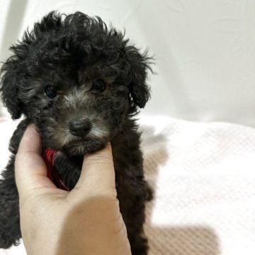 タイニープードル【愛媛県・男の子・2025年9月3日・グレー🩶(シルバー)】の写真「可愛くなりまーす🩷」