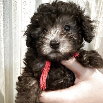 タイニープードル【愛媛県・男の子・2025年9月3日・グレー🩶(シルバー)】の写真「可愛くなりまーす🩷」