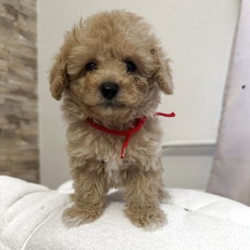 トイプードル(タイニー)【愛媛県・男の子・2025年10月9日・アプリコット】の写真「🎄クリスマス企画🎄
12月７日までのご成約」