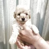 タイニープードル