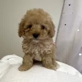 タイニープードル