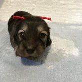 カニンヘンダックスフンド(ロング)