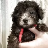 タイニープードル