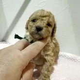 タイニープードル