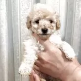 タイニープードル【愛媛県・男の子・2025年10月9日・アプリコット】の写真4