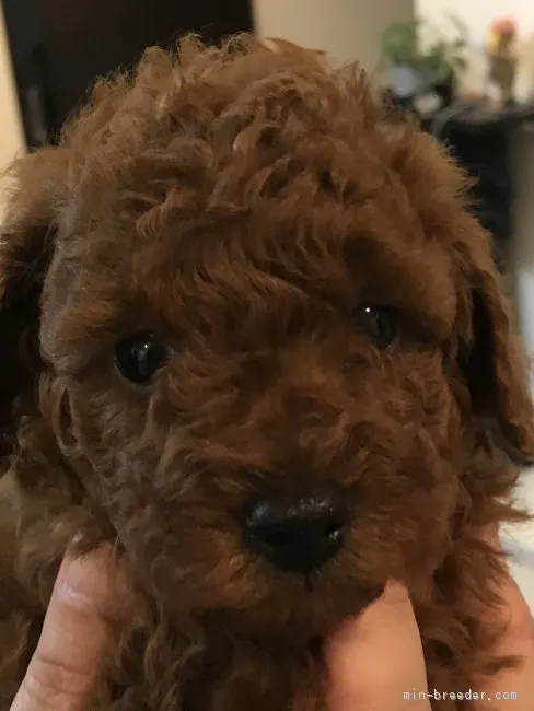 ID：1806-00186の子犬