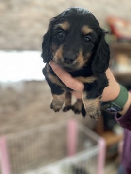 ミニチュアダックスフンド(ロング)【愛媛県・女の子・2022年1月16日・ブラックタン】の写真「唯一の女の子」