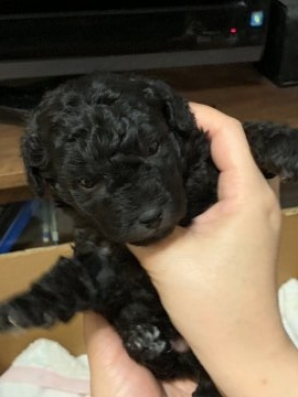 トイプードル(トイ)【愛媛県・女の子・2018年11月22日・シルバー】の写真「仰向けの状態で寝る姿がかわいい^_^」