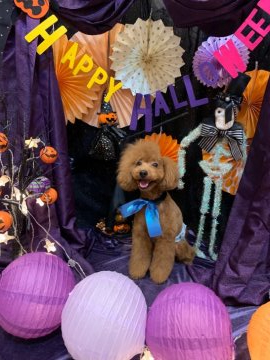 トイプードル(トイ)【愛媛県・男の子・2019年11月9日・レッド】の写真「アシメカットの似合うイケメン✨」