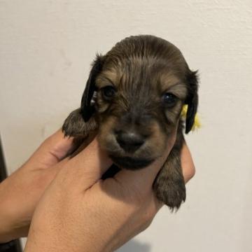 ミニチュアダックスフンド(ロング)【愛媛県・男の子・2022年9月29日・シェデットレッド】の写真「お目目ぱっちり👀男の子💛」