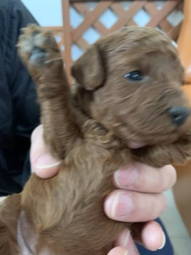 トイプードル(トイ)【愛媛県・女の子・2020年2月15日・レッド】の写真「小ぶりな女の子」