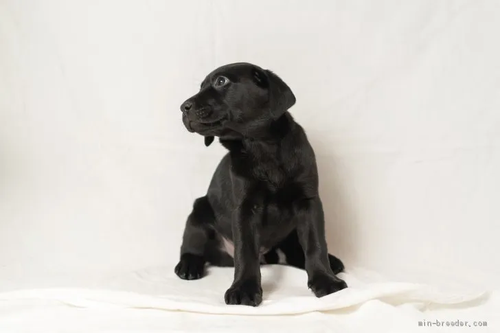 ID:1911-02996の子犬