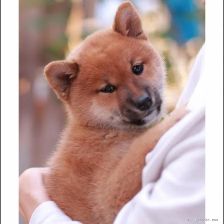 柴犬(標準サイズ)【山口県・女の子・2022年4月19日・赤】の写真1