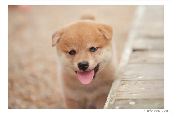 北九州市八幡西区在住者 様のお迎えした子犬