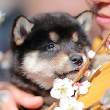 柴犬(標準サイズ)【山口県・男の子・2023年1月19日・黒】の写真「キリッとしたカッコいいお顔立ちの優しい男の子です♪」