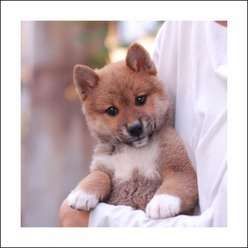 柴犬(標準サイズ)【山口県・男の子・2022年4月17日・赤】の写真「白い足袋を履いたとても人懐っこい男の子です♪」