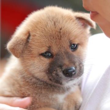 柴犬(標準サイズ)【山口県・男の子・2022年7月5日・赤】の写真「甘えん坊で可愛らしい男の子です♪」