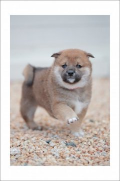 柴犬(標準サイズ)【山口県・男の子・2016年12月14日・赤】の写真「元気な子犬生まれました！赤柴　男の子です。」